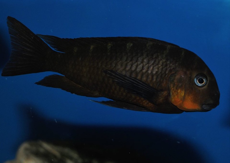 Tropheus sp. 'mpimbwe' Cape Mpimbwe (Red Cheek)